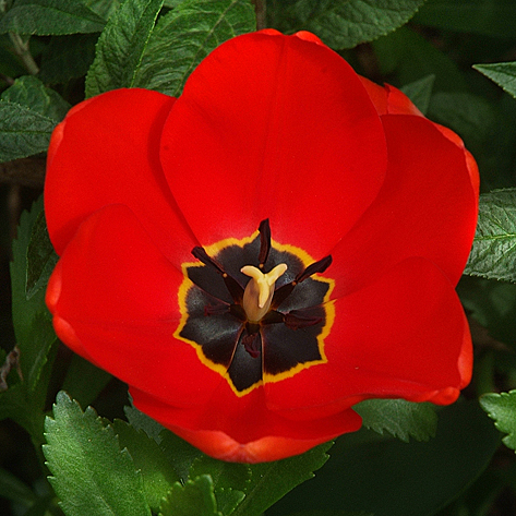 red tulip demeanor