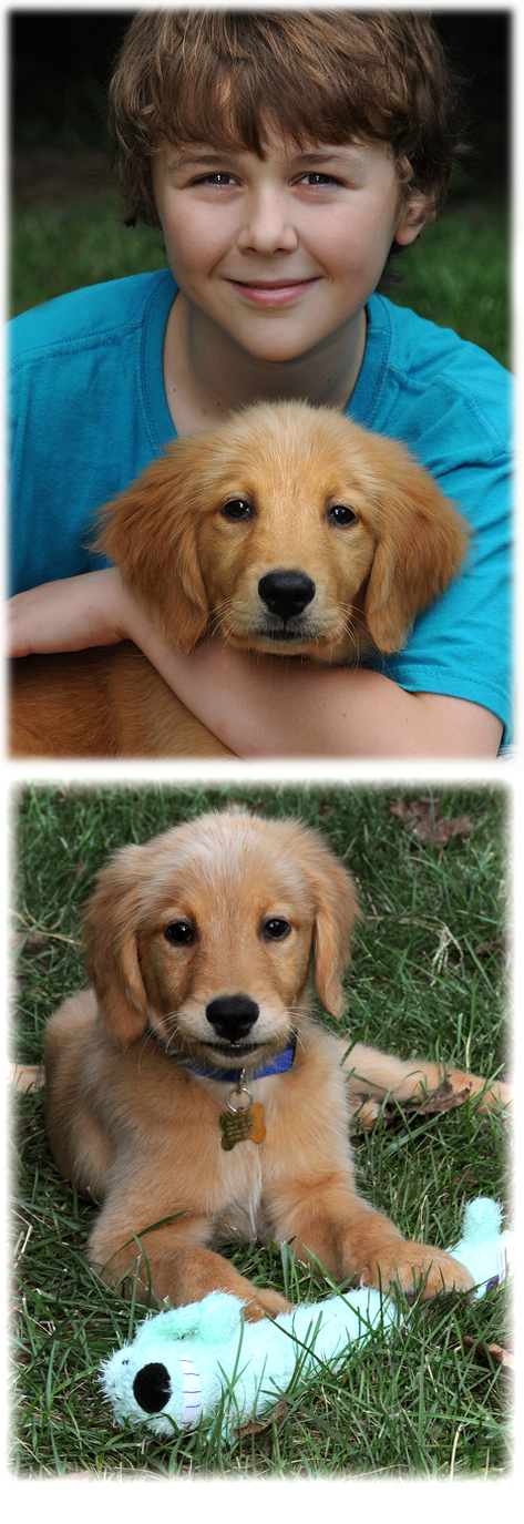 8 week old golden retriever puppy pictures. old Golden Retriever puppy