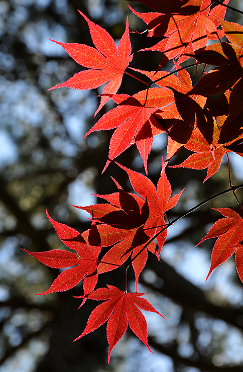 japanese maple tree garden. of Japanese Maple trees at