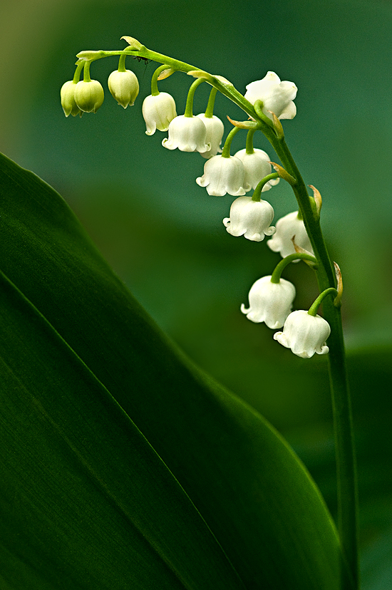 LilyoftheValley Convallaria majalis with extremely tiny unidentified 