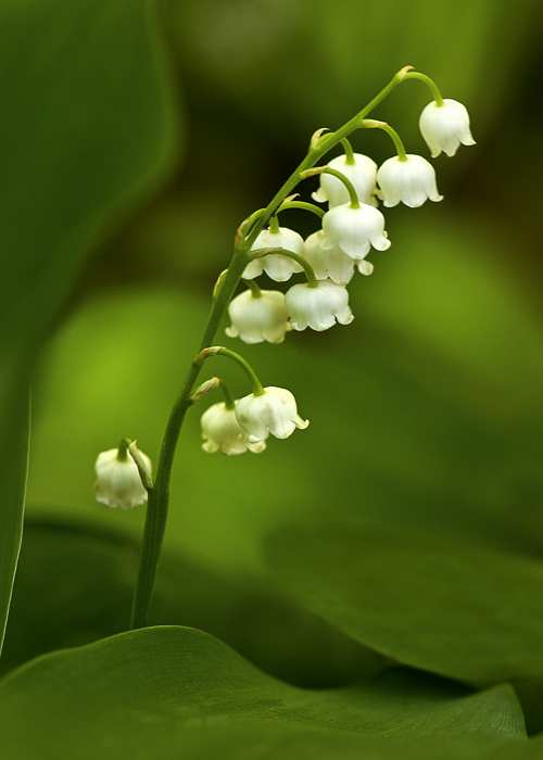 Lilyofthevalley Convallaria majalis photographed on the woodland trail 
