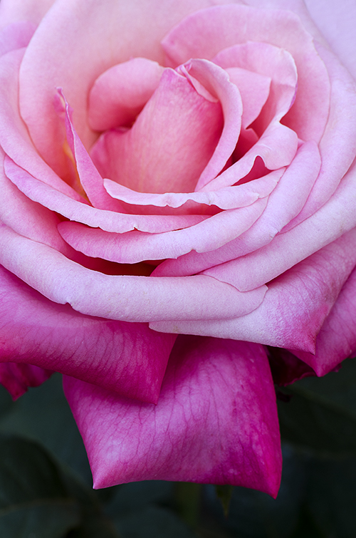 Ombre Effect Rose