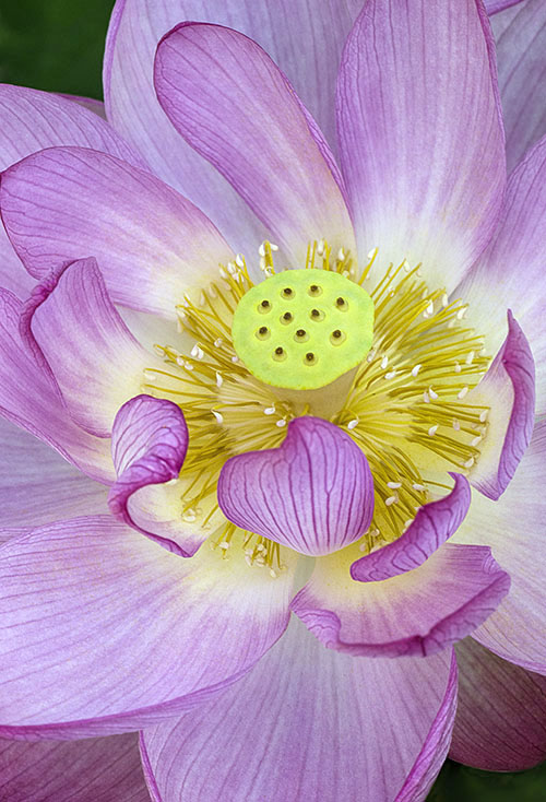 Sacred Lotus lorez