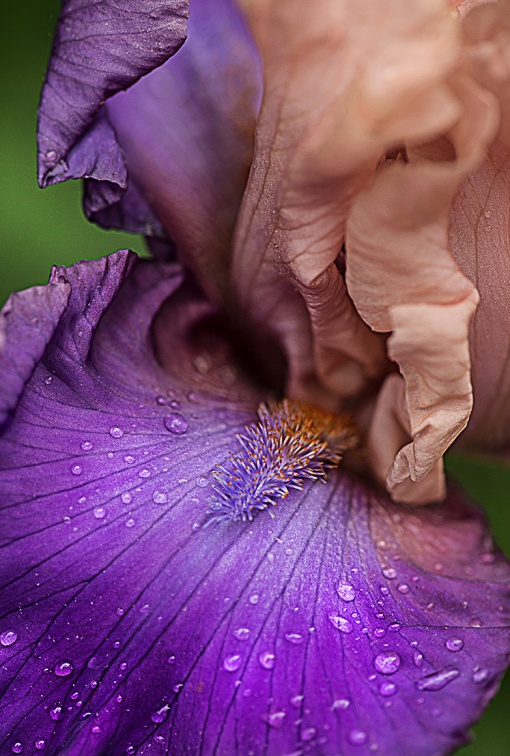 PeachPurple Bearded Iris