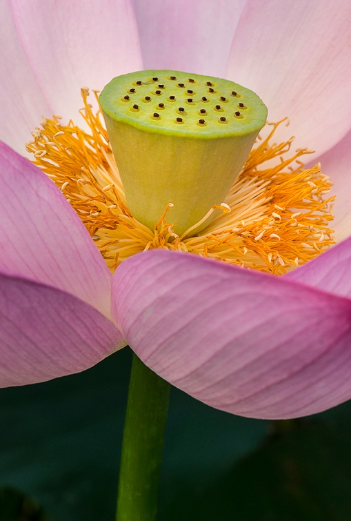 Lotus Closeup