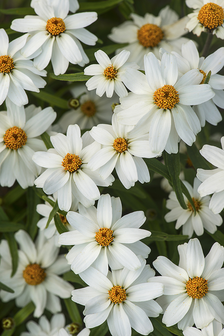 White Flowers lorez