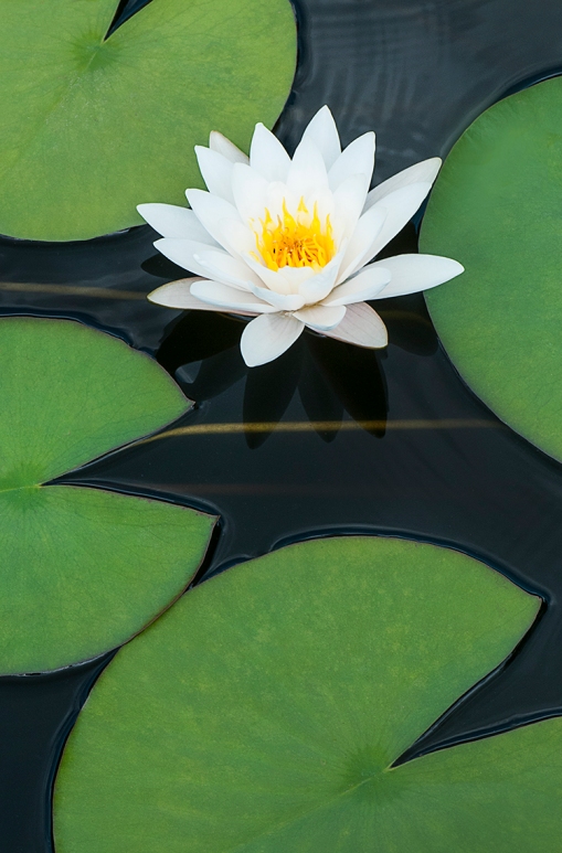 White water lily lorez