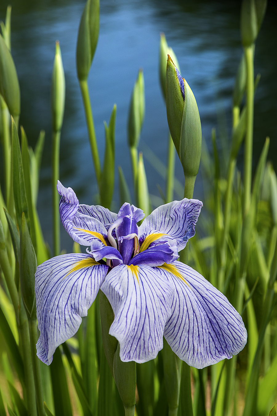 WEB Water Iris Striped