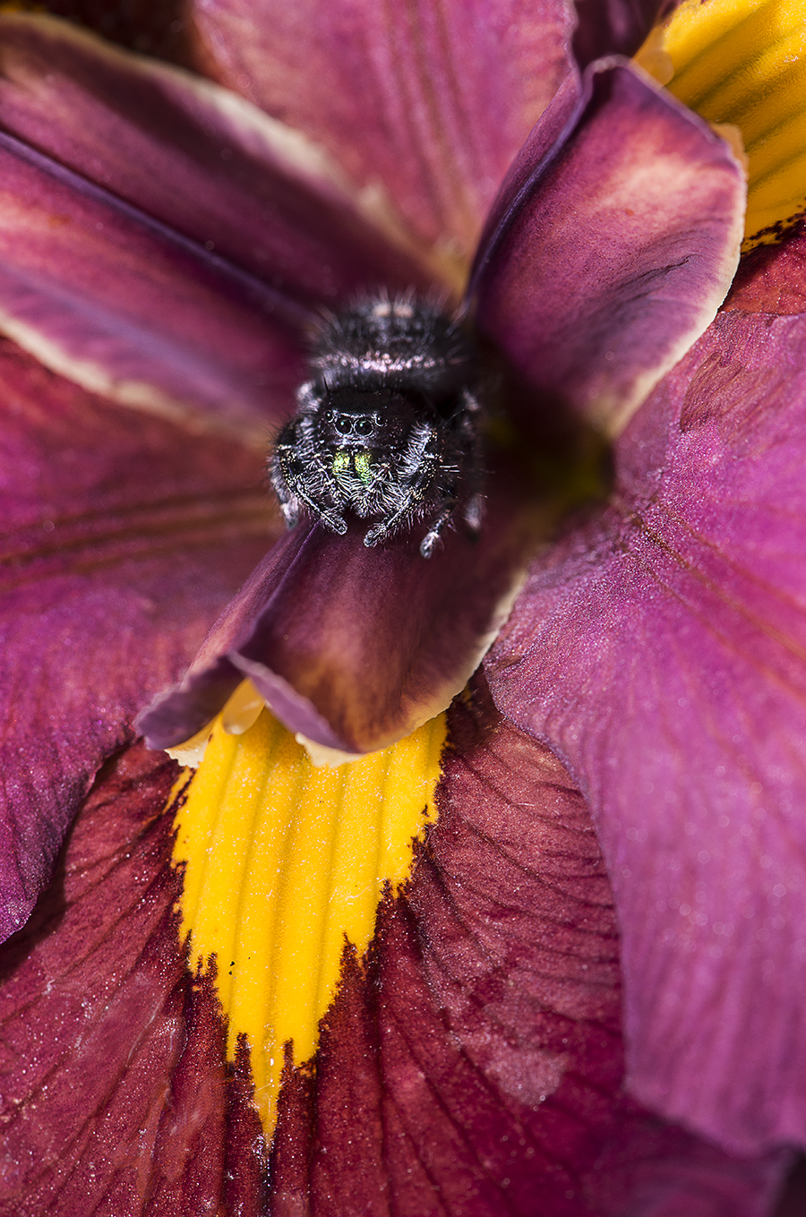 Daring Spider Iris 2 lorez