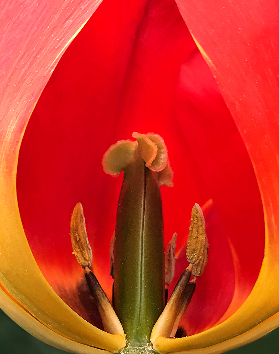 WEB Tulip Window