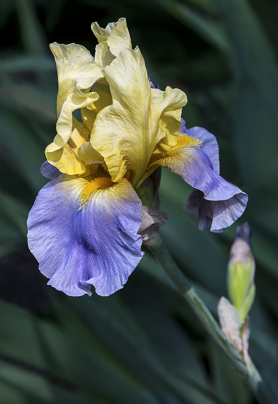 WEB Lilac Yellow Bearded Iris