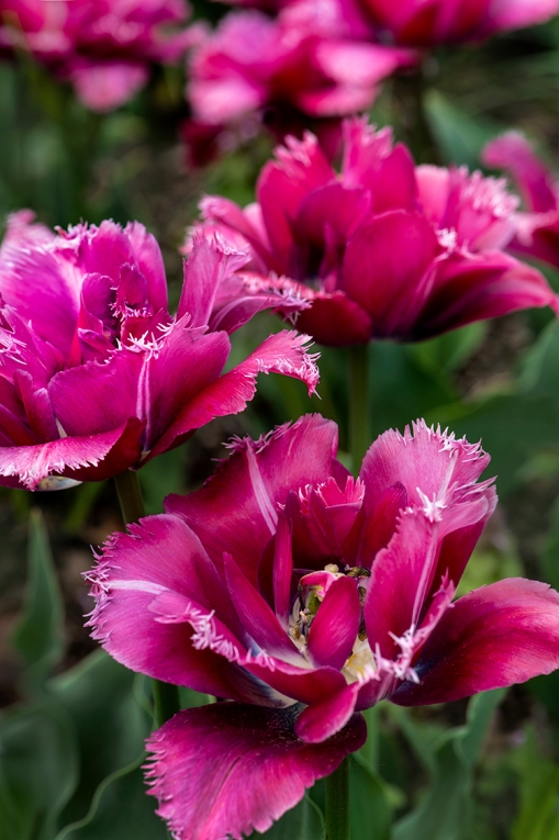 WEB Fringed Tulips