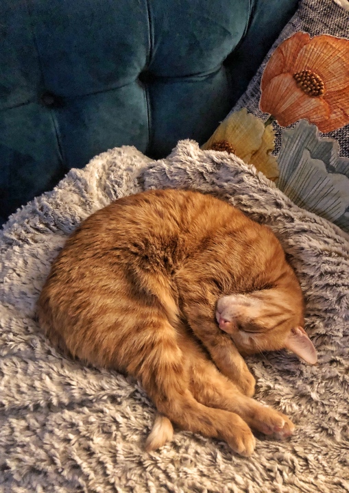 Queso curled 2